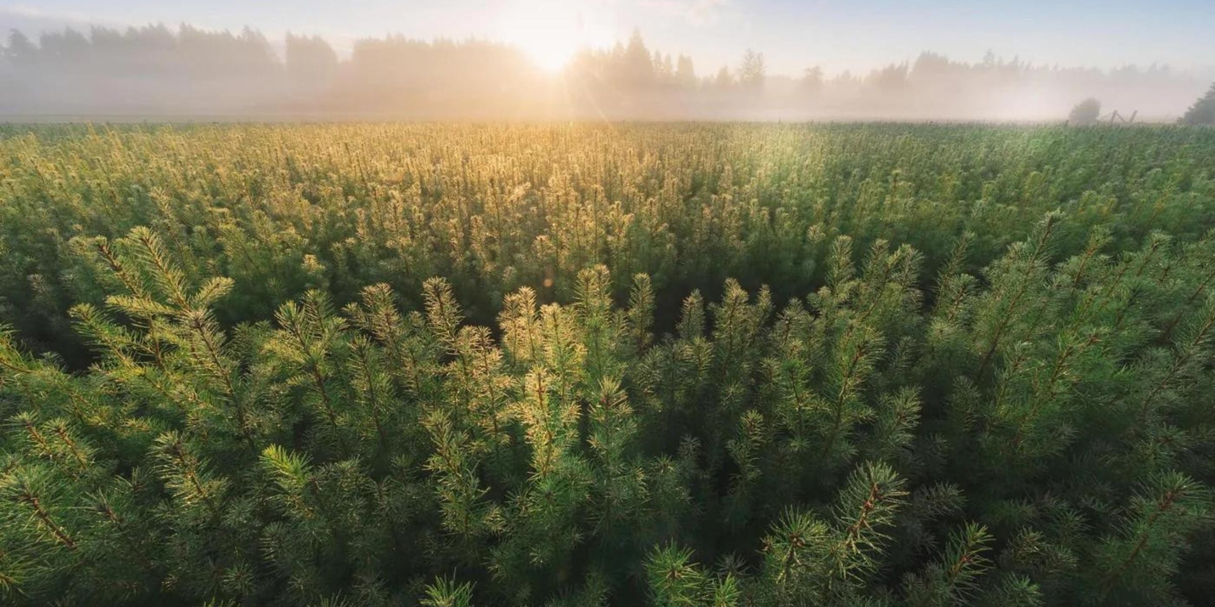 August Bergのより環境に優しい明日への取り組み